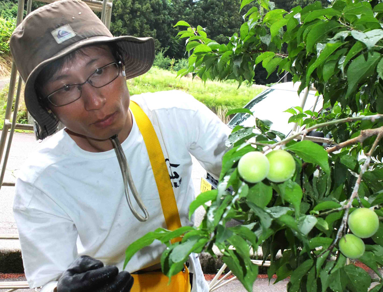 第3回　昔ながらの「梅干し」が評価　栽培から約30年、主力商品に