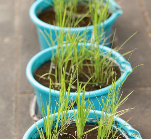 ベランダや庭先で手軽にお米づくりができる！「バケツ稲づくり」はじめませんか？