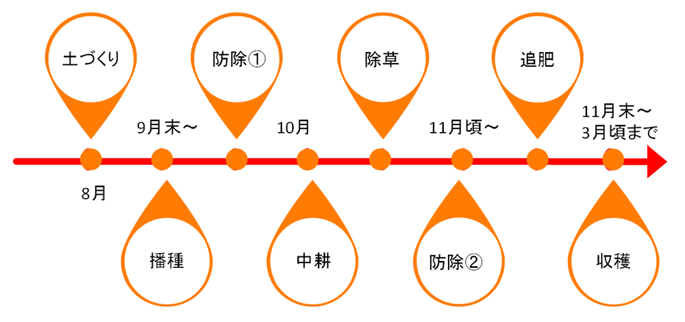 加工用ほうれんそうの栽培暦